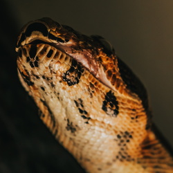 New Smyrna Beach Ball Python's