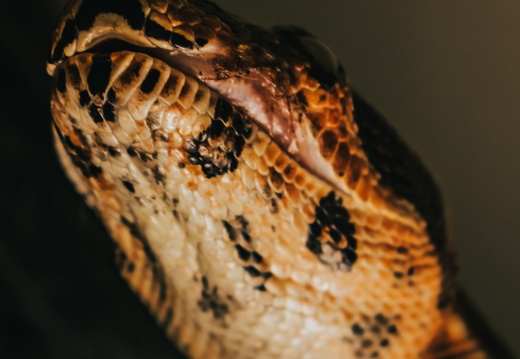 New Smyrna Beach Ball Python's